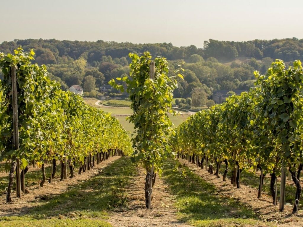 Sunlit vineyard rows overlooking a wooded Southern English valley