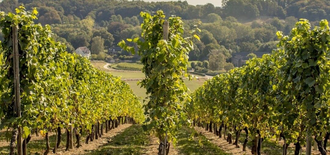 Sunlit vineyard rows overlooking a wooded Southern English valley