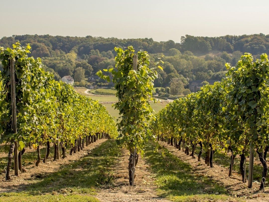 Sunlit vineyard rows overlooking a wooded Southern English valley