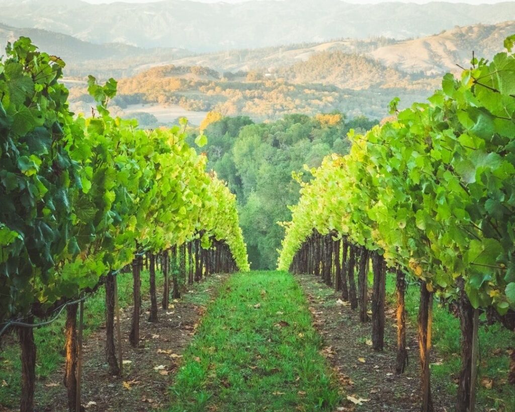 Rows of green grapevines overlooking a wooded mountain valley