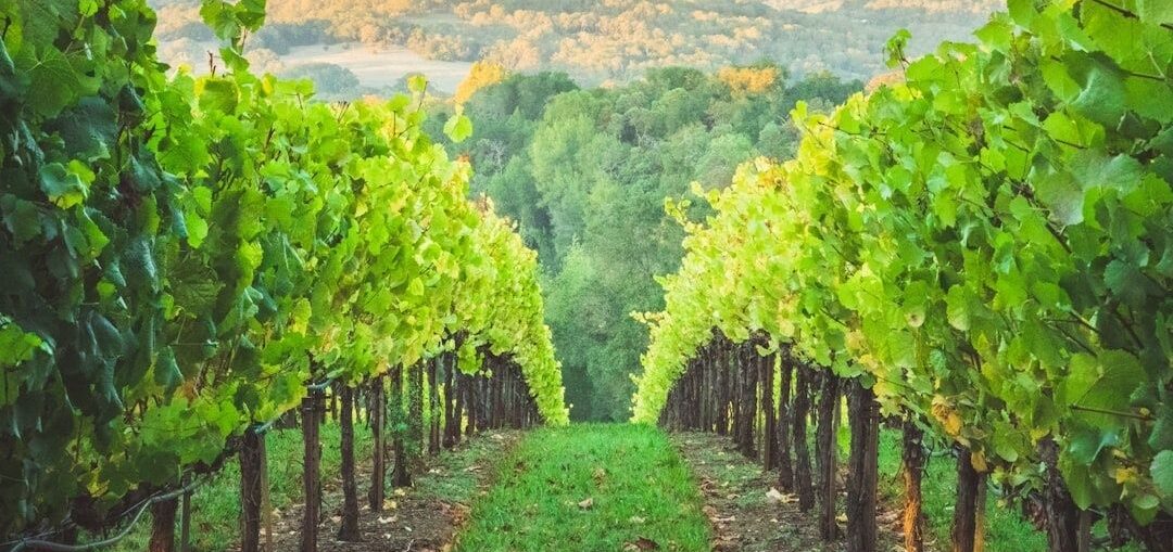 Rows of green grapevines overlooking a wooded mountain valley